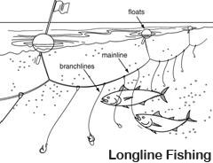 Nets and Methods Used to Catch Tuna